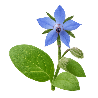 Borage Oil — Soothing Elixir